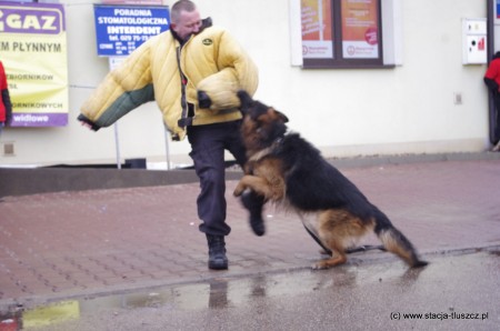 Policjanci z Komendy Powiatowej pokazali tresurę psa policyjnego oraz sposób, w jaki zatrzymuje on niebezpiecznych przestępców. Misiek – bo tak wabił się pies – okazał się bardzo skuteczny (fot. M. Puławski)