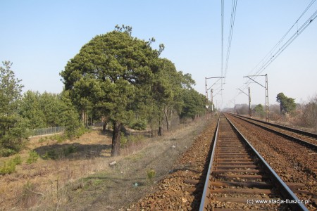 Stuletnie sosny wzdłuż linii e75